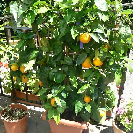 Castagni D'Oro B&B Boveglio