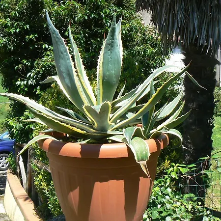 Castagni D'Oro B&B Boveglio